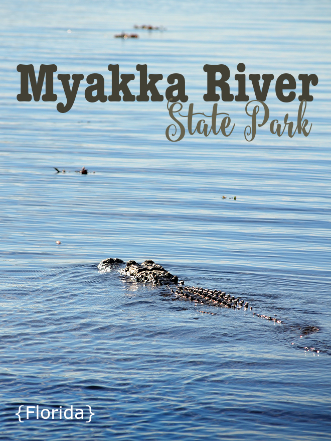 Myakka-River-State-Park-Florida