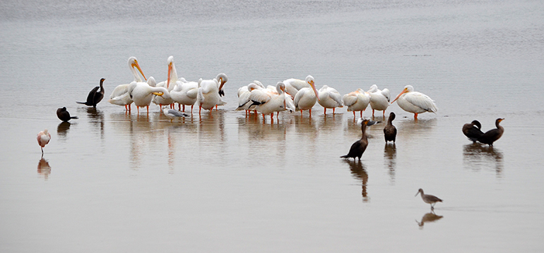 Sanibel-Island-Ding-Refuge-birds