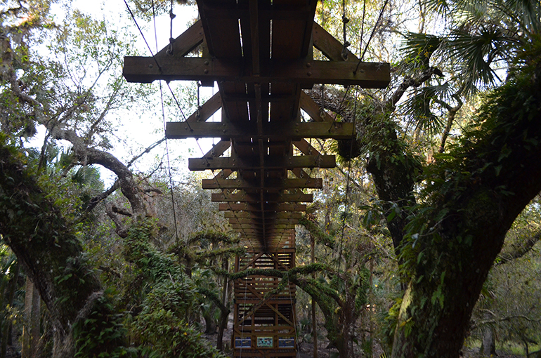 Under-Canopy-Walker-Myakka-State-park