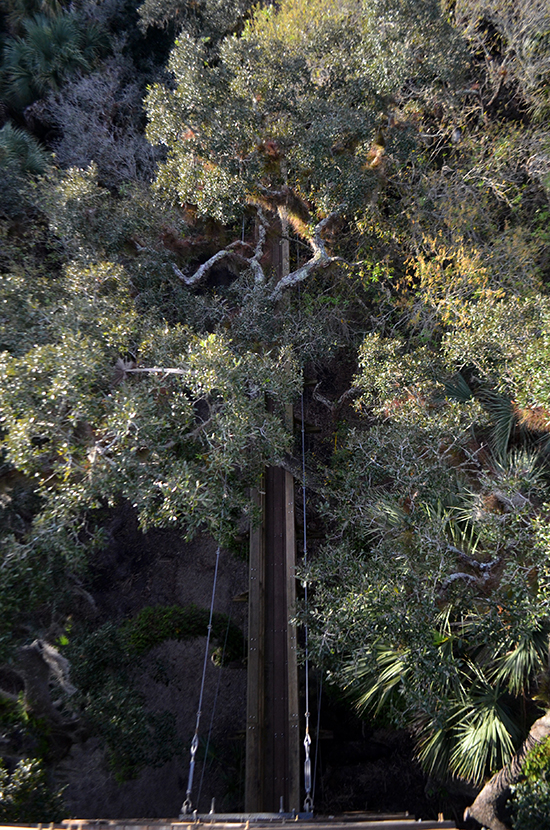 View-from-top-of-canopy-over-walk