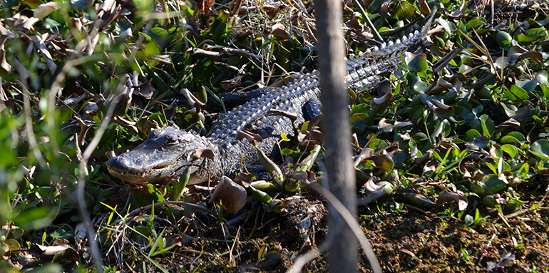 Barataria-Preserve-Alligator