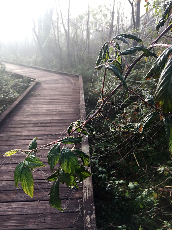 Bayou-Segnette-State-Park-Campground-boardwalk