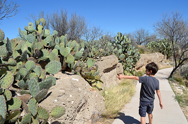 Carlsbad-Living-Zoo-Cacti