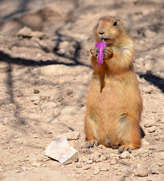 Carlsbad-Living-Zoo-Prairie-Dog