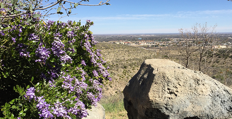 Carlsbad-View-Living-Zoo-Flowers