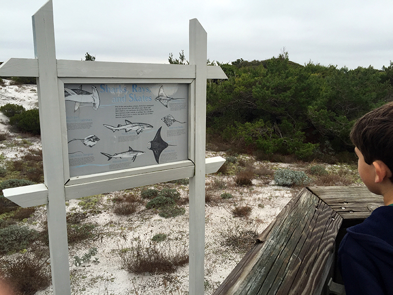 Henderson-Beach-Shark-Display