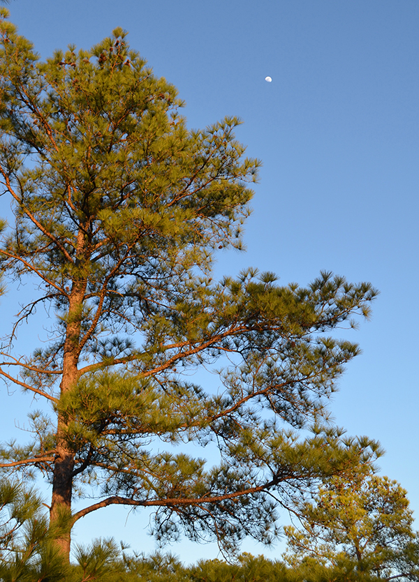 Lake-Conroe-TT-moon-in-sky