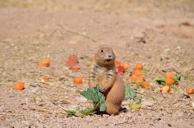 Living-Zoo-Carlsbad-Prairie-Dog