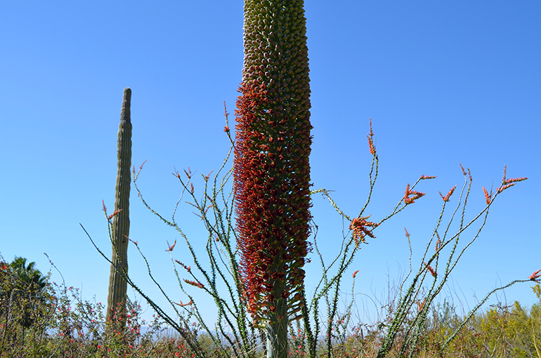 Arizona-Sonora-Desert-Blooming-Red-Cactus