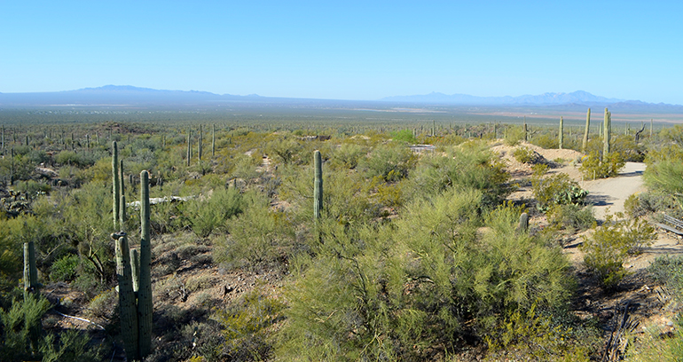 Arizona-Sonora-Desert-Landscape-overlook