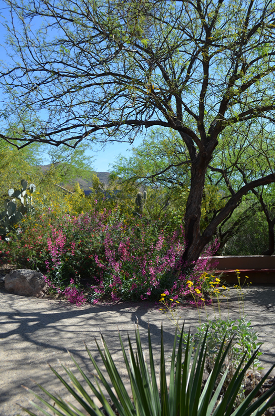 Arizona-Sonora-Desert-Trees