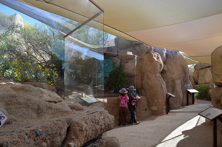 Arizona-Sonora-Desert-outside-display