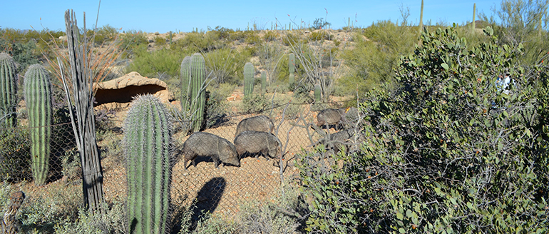 Arizona-Sonoran-Desert-javalinas