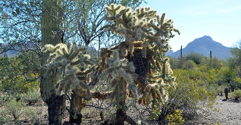 Cactus-Wren-nest-Tucson-Arizona