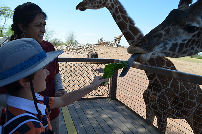 Feeding-Giraffes-Phx-Zoo-Liam