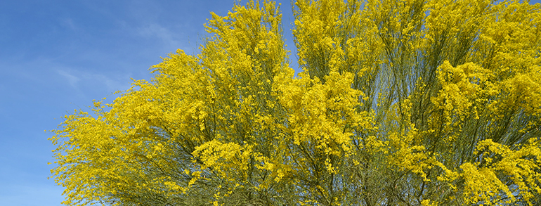 Flowering-trees-Monte-Vista-RV-Resort