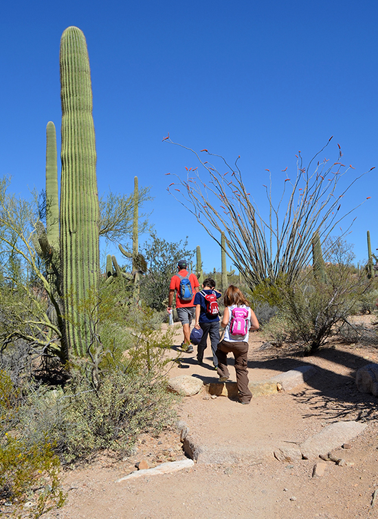 Hiking-Saguaro-National-Park