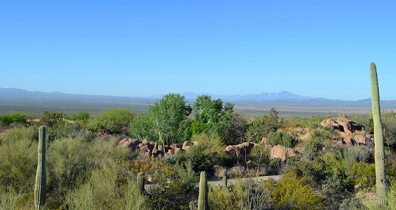 Sonora-Arizona-desert-museum-view