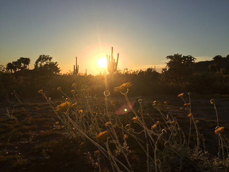 Sunset-Usery-cactus-flowers