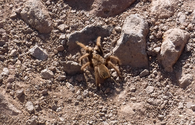 Tarantula-Lost-Dutchman-Hike