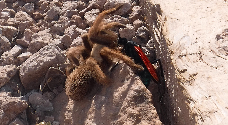 Tarantula-wasp-Lost-Dutchman-State-Park