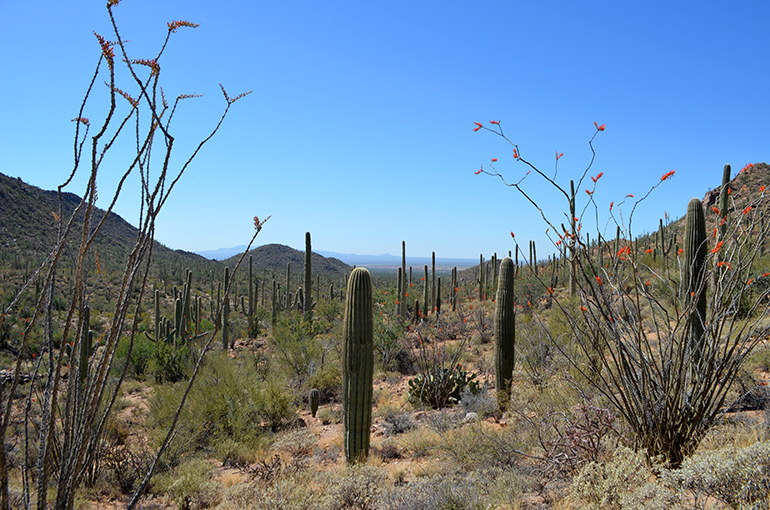 Tucson-Arizona-Saguaro-National-Park