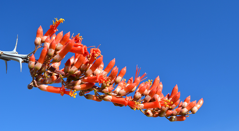 ocotillo-Flower-Tucson-blue-skies