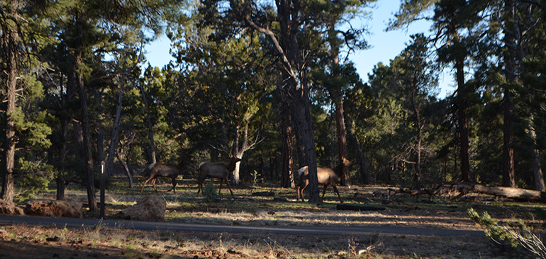 Elk-in-Mather-Campground