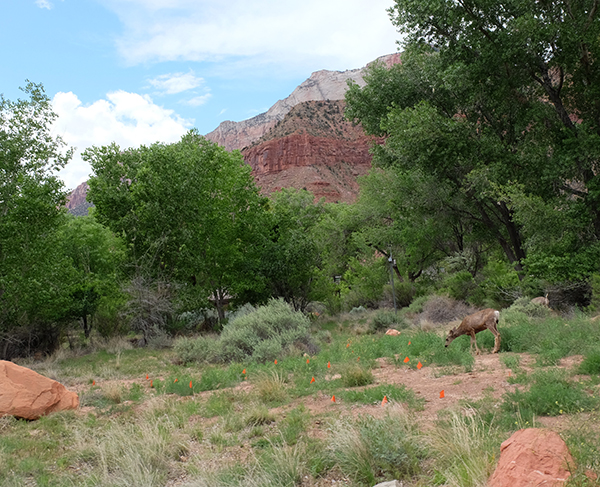 Deer-Outside-Zion-National-Park