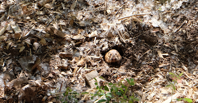 Wildlife-Zion-Park