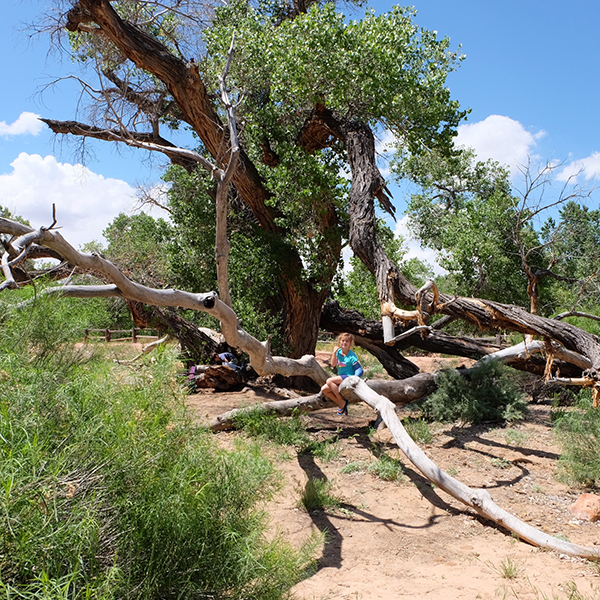 Zion-cool-tree-campground-near-river